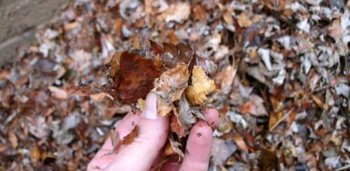winterize garden beds with leaf mulch