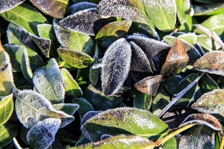 winterize garden frost on leaves